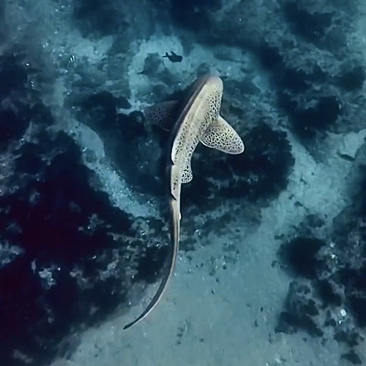 Leopard shark