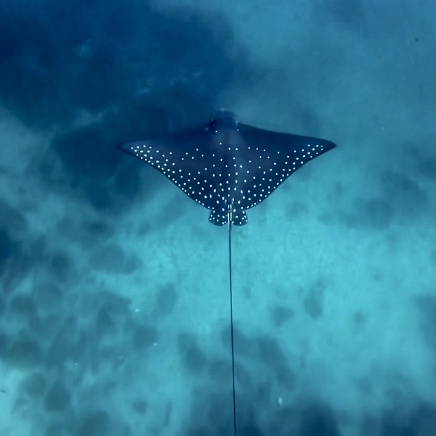 Spotted eagle ray