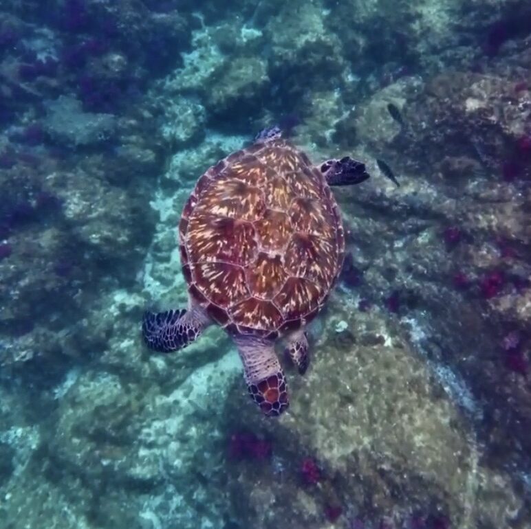Green Sea Turtle