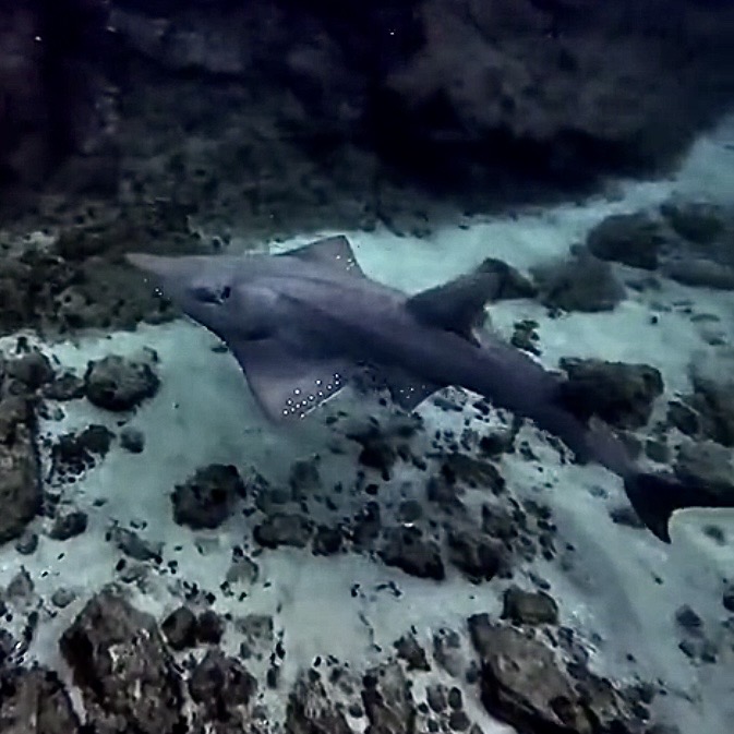 Shovelnose Ray
