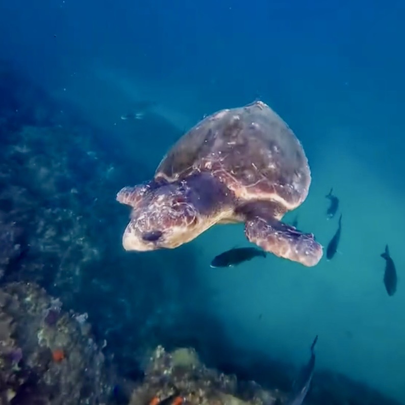 Loggerhead turtle