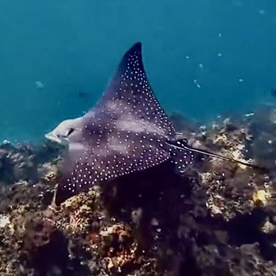 Eagle ray