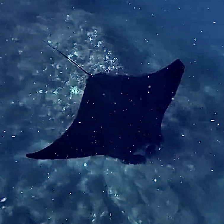Melanistic manta ray