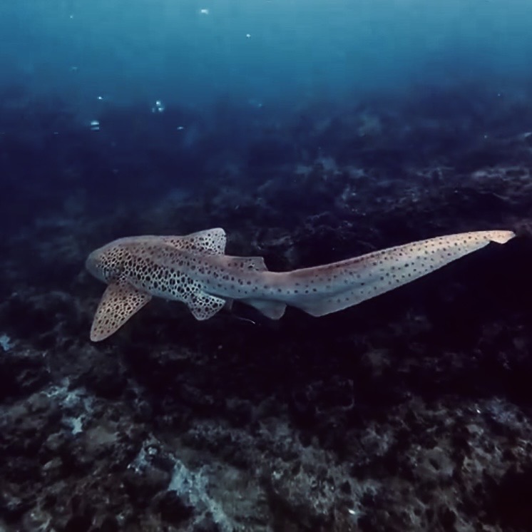 Leopard shark