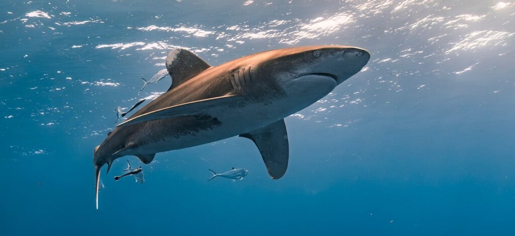 fishes, shark, oceanic whitetip shark, oceanic white tip, longi manus, dive, sea, nature, underwater, water, ocean, egypt