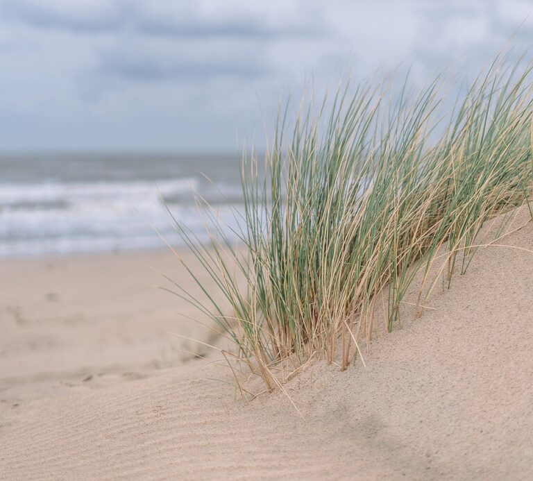 sand, dunes, nature, grass, shore, outdoors, beach