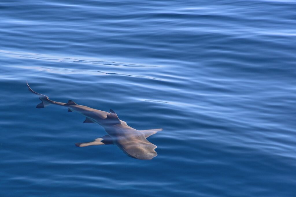 shark, blacktip reef shark, sea, moorea, french polinesia, fish, water, diving, carcharhinus melanopterus, underwater, ocean, nature, shark, shark, shark, shark, shark