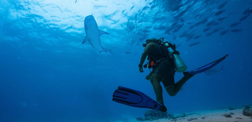 Diver explores underwater world with sharks in Maldives' clear blue waters.