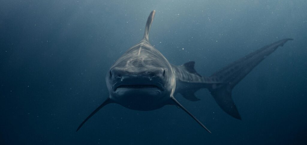 Stunning close-up of a majestic whale shark swimming underwater in Haleiwa, Hawaii.