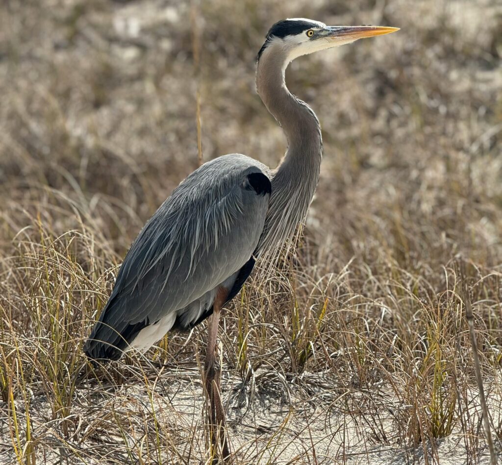 Majestic Great Blue Heron in the grassy dunes of Navarre, Florida.