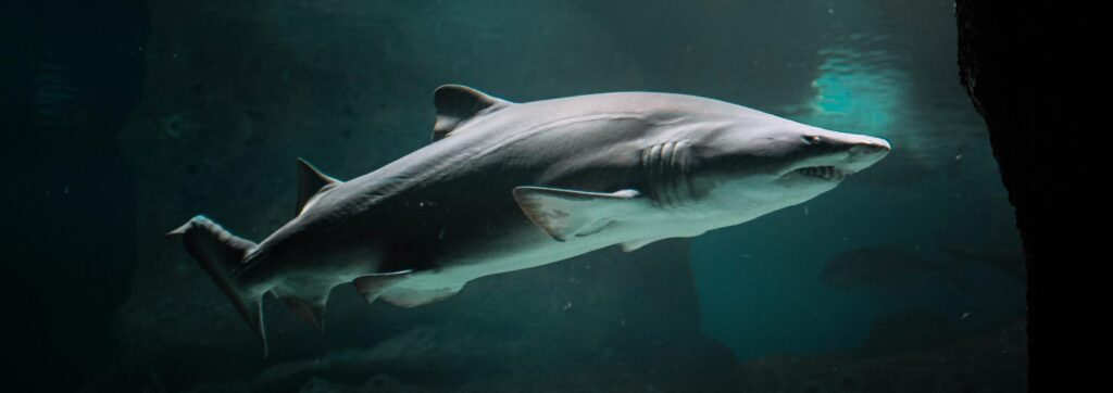 Captivating image of a shark gracefully swimming in an aquarium's deep waters.