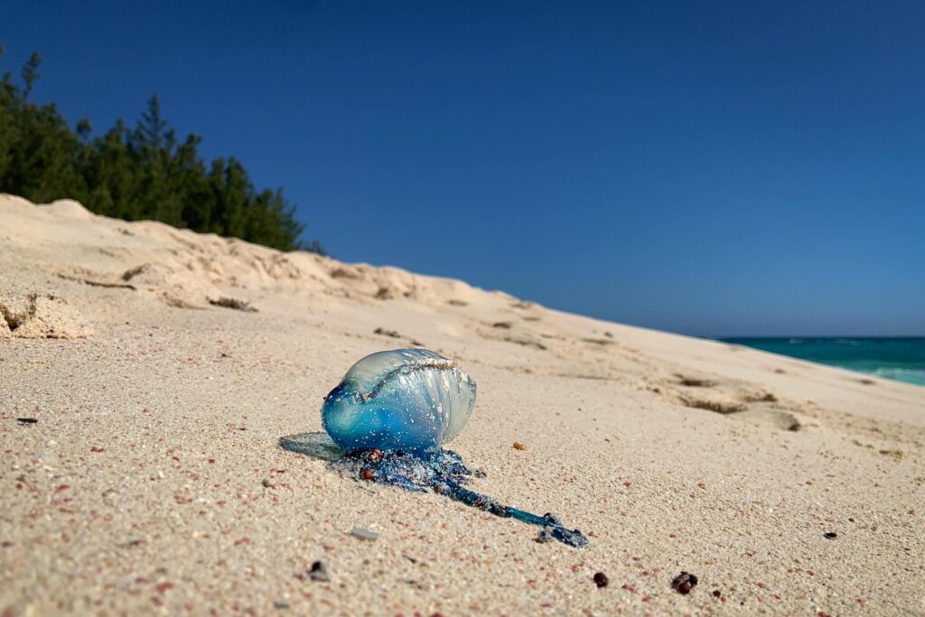 Portuguese Man-of-War lies on Bermuda's pink sand beach under clear blue skies.
