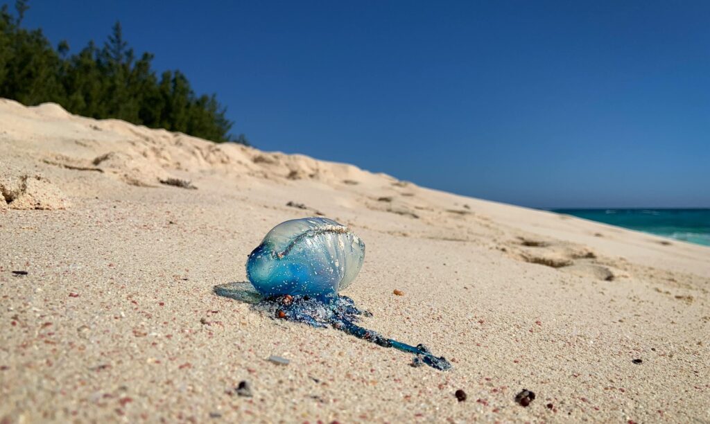 Portuguese Man-of-War lies on Bermuda's pink sand beach under clear blue skies.
