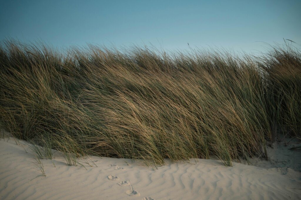 Serene view of coastal dune grass swaying gently in the sunset breeze, on a sandy beach.