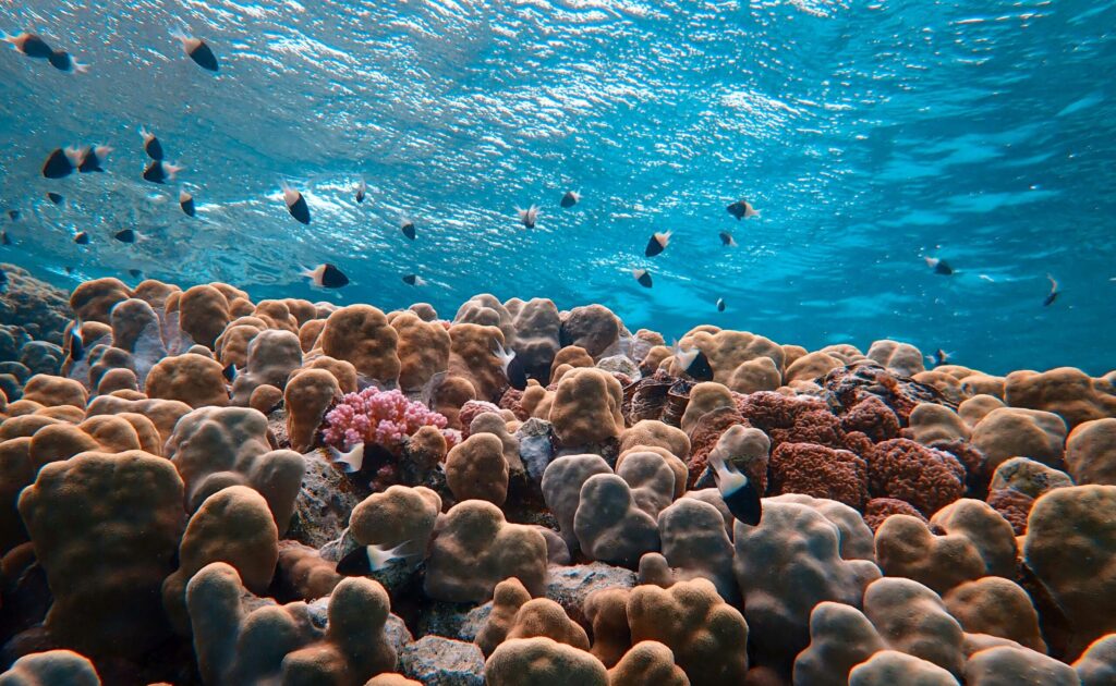 A stunning underwater scene showcasing diverse coral reefs and fish in clear blue waters.