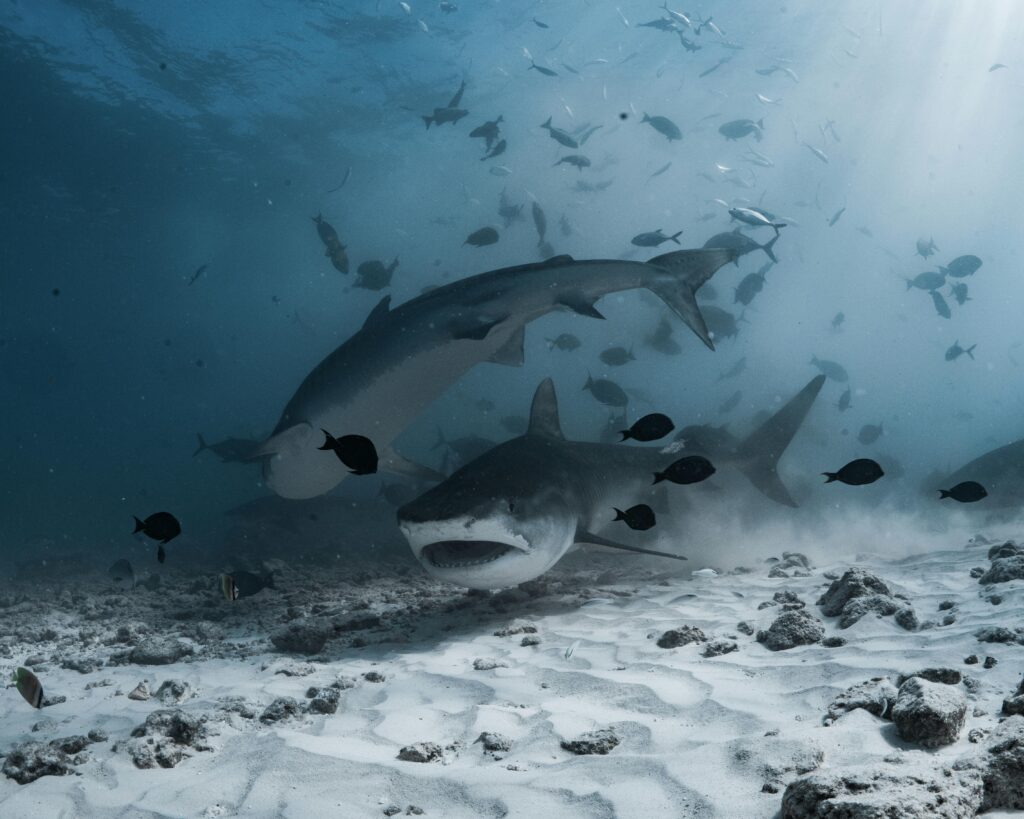 Stunning underwater shot of tiger sharks swimming among fish in the ocean depths.