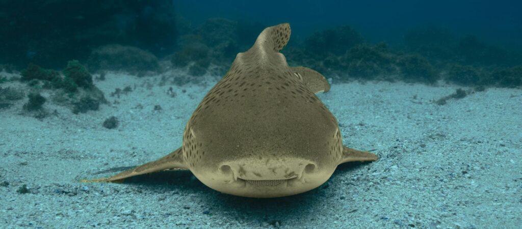 A serene image of a zebra shark lying on the sandy ocean floor, captured near Byron Bay, Australia.