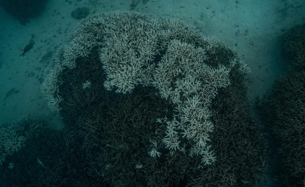 Underwater view of bleached coral reefs in Byron Bay, showcasing oceanic life and environmental impact.