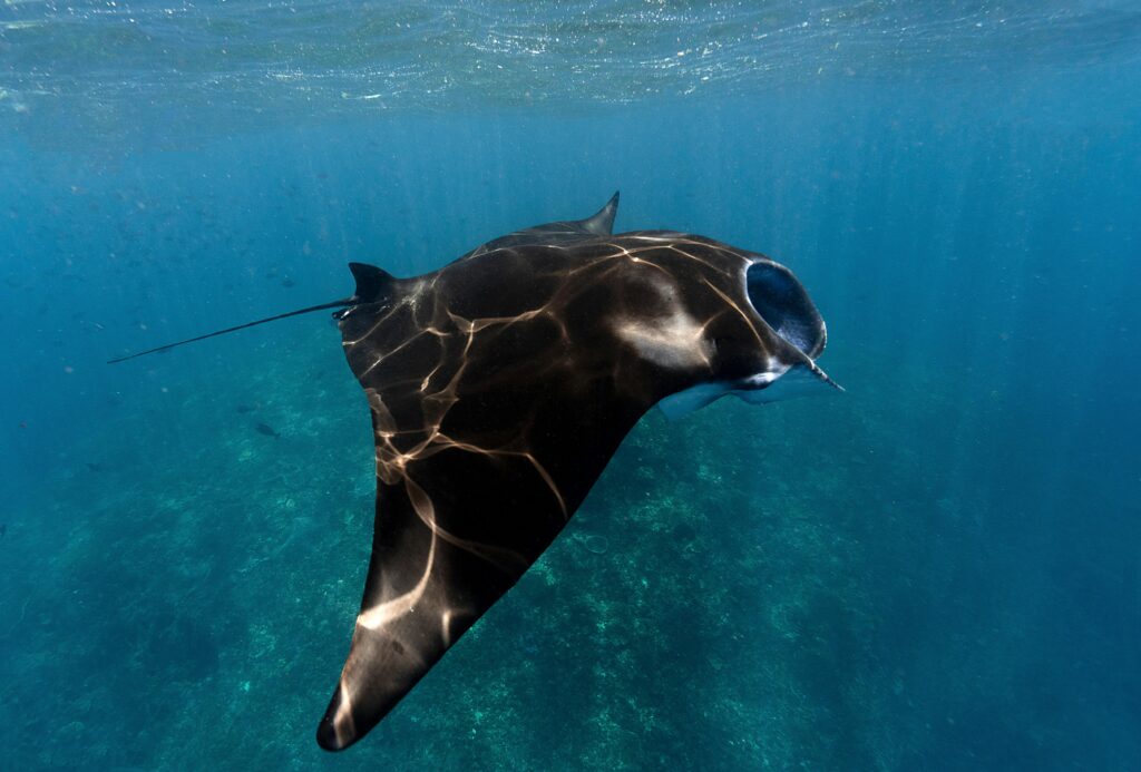 A majestic manta ray gracefully swims through clear ocean waters, showcasing its elegant form.