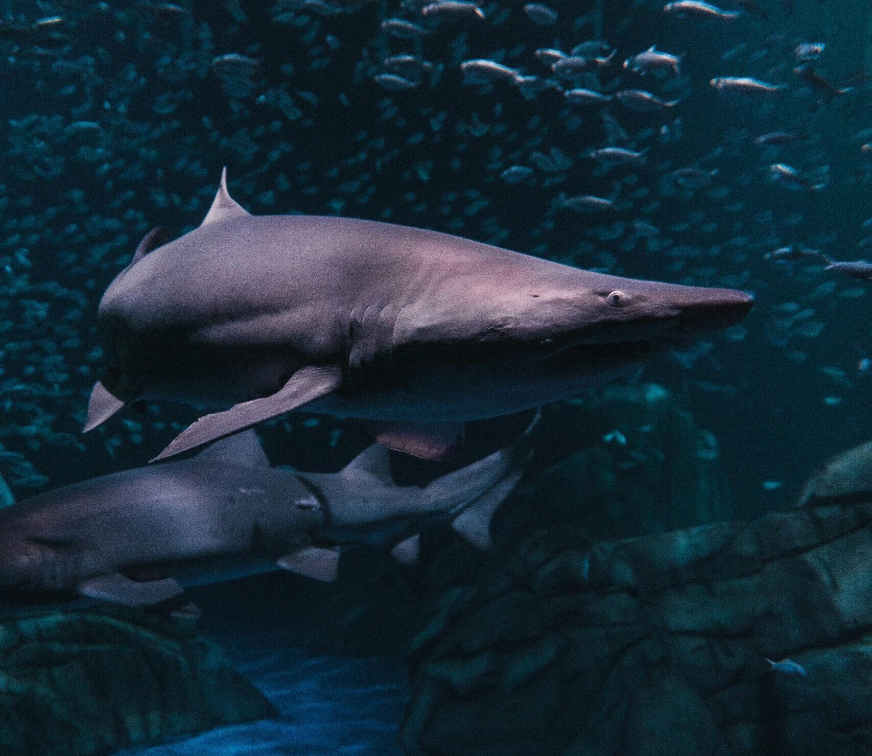 Dramatic view of sharks swimming among fish in a dimly lit aquarium.