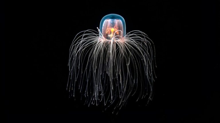 Immortal Jellyfish (Turritopsis dohrnii)