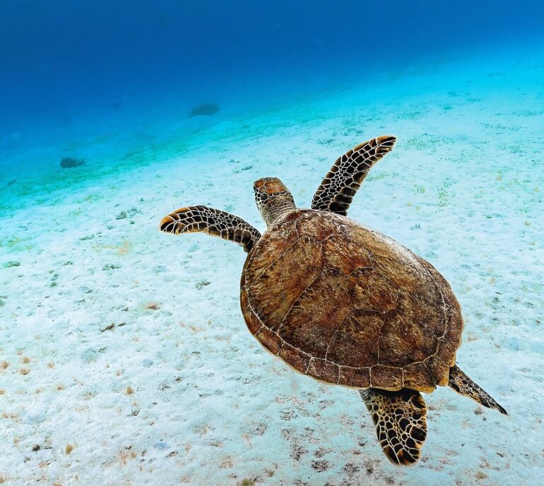 green sea turtle, green turtle, sea turtle, turtle, reptile, animal, sea, ocean, underwater, endangered species, nature, sea, sea, sea, sea, sea