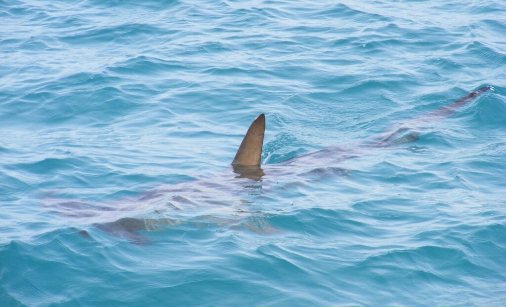 shark fin, shark, fin, sea, fish, ocean, water, animal, predator, marine, wildlife, blue, swimming, nature, creature, wild, diving, species, blue fish, blue fishing, shark fin, shark fin, shark fin, shark, shark, shark, shark, shark