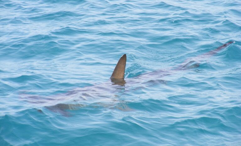 shark fin, shark, fin, sea, fish, ocean, water, animal, predator, marine, wildlife, blue, swimming, nature, creature, wild, diving, species, blue fish, blue fishing, shark fin, shark fin, shark fin, shark, shark, shark, shark, shark