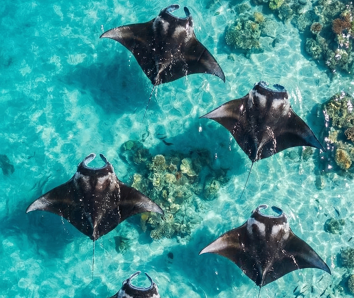 manta ray, ocean, aerial view, coral reef, turquoise water, marine life, sea, tropical, underwater, wildlife, nature, aquatic, swimming, reef, blue, biodiversity, ecosystem, formation, animal, clear water, summer, vacation, scenic, ai generated