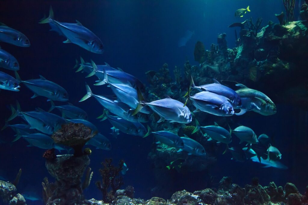 animal, nature, aquarium, aquatic, coral, deep, fish, marine, ocean, reef, scuba, sea, under, underwater, water