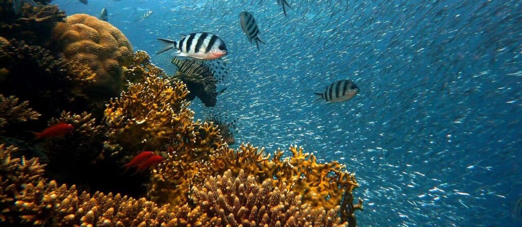 fish, underwater, corals, sea, ocean, coral reef, school of fish, school, diving, nature, water, underwater world, reef, water creatures
