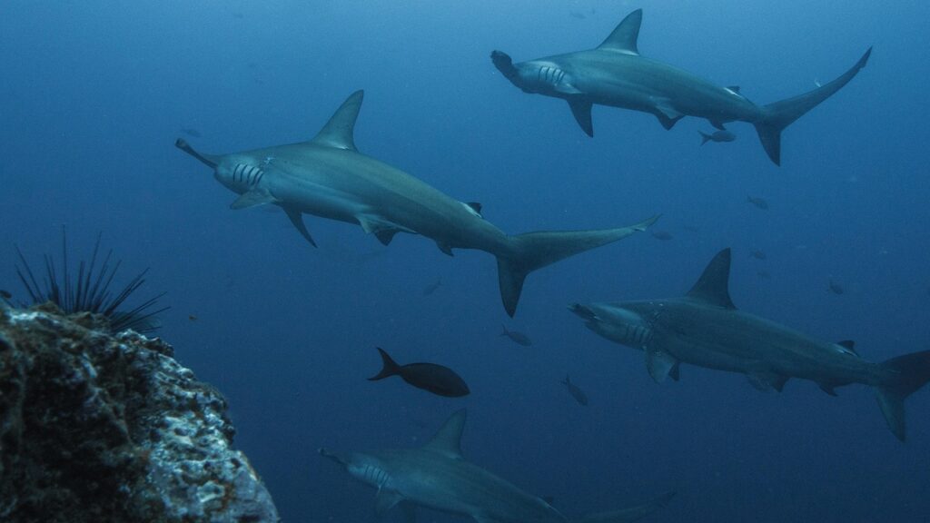 hammerhead shark, nature, hammerhead sharks, sharks, underwater, sea, ocean, dive, underwater world, fish, shark, water