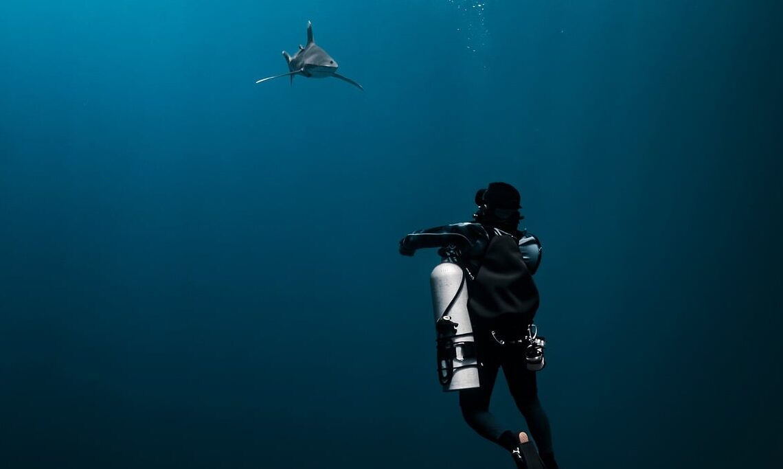 longimanus, longi manus, oceanic whitetip shark, shark, diver, dive, sea, nature, underwater, water, ocean, fishes, egypt, adventure, to travel, sidemount, man, sports