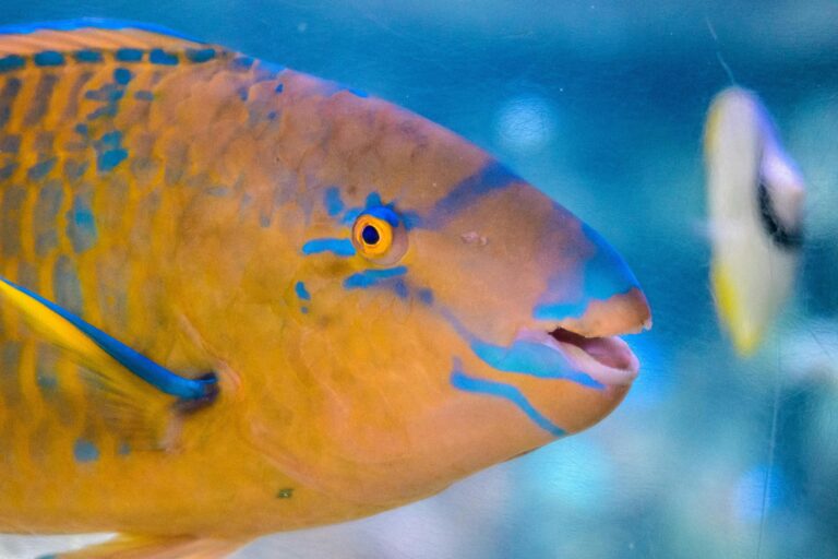 Detailed close-up of a colorful parrotfish in a marine environment. Ideal for aquatic and nature themes.