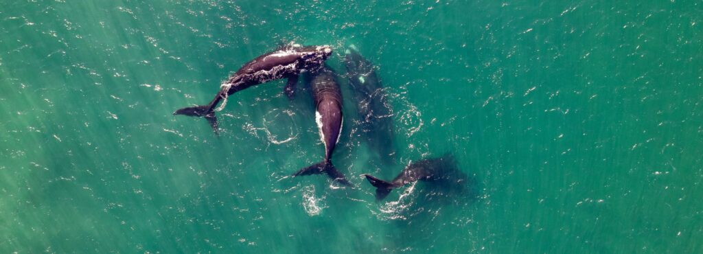 Drone shot of whales swimming gracefully in the ocean, showcasing marine wildlife from above.