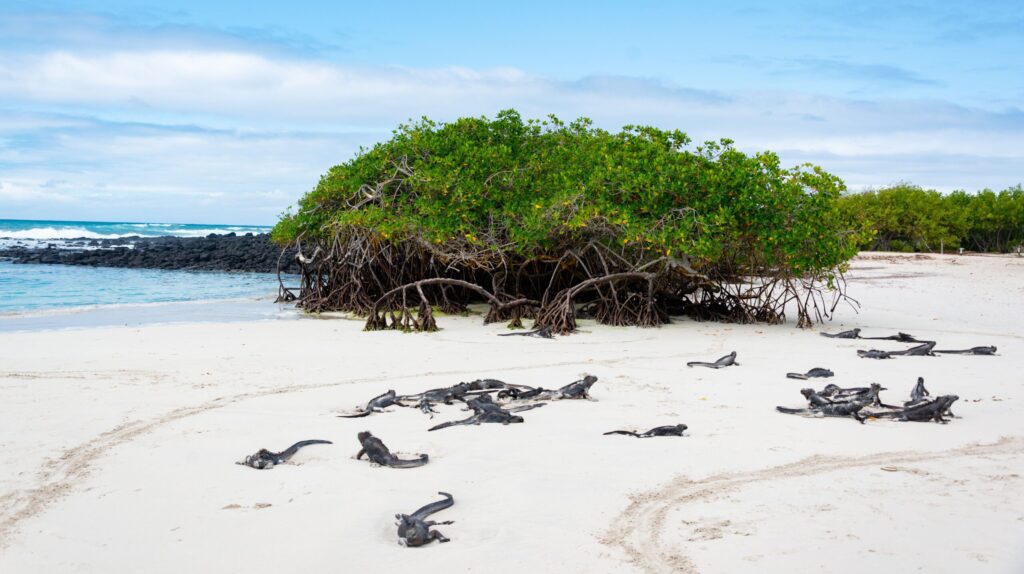 Marine iguanas bask on a sandy beach surrounded by mangroves on the Galapagos Islands.