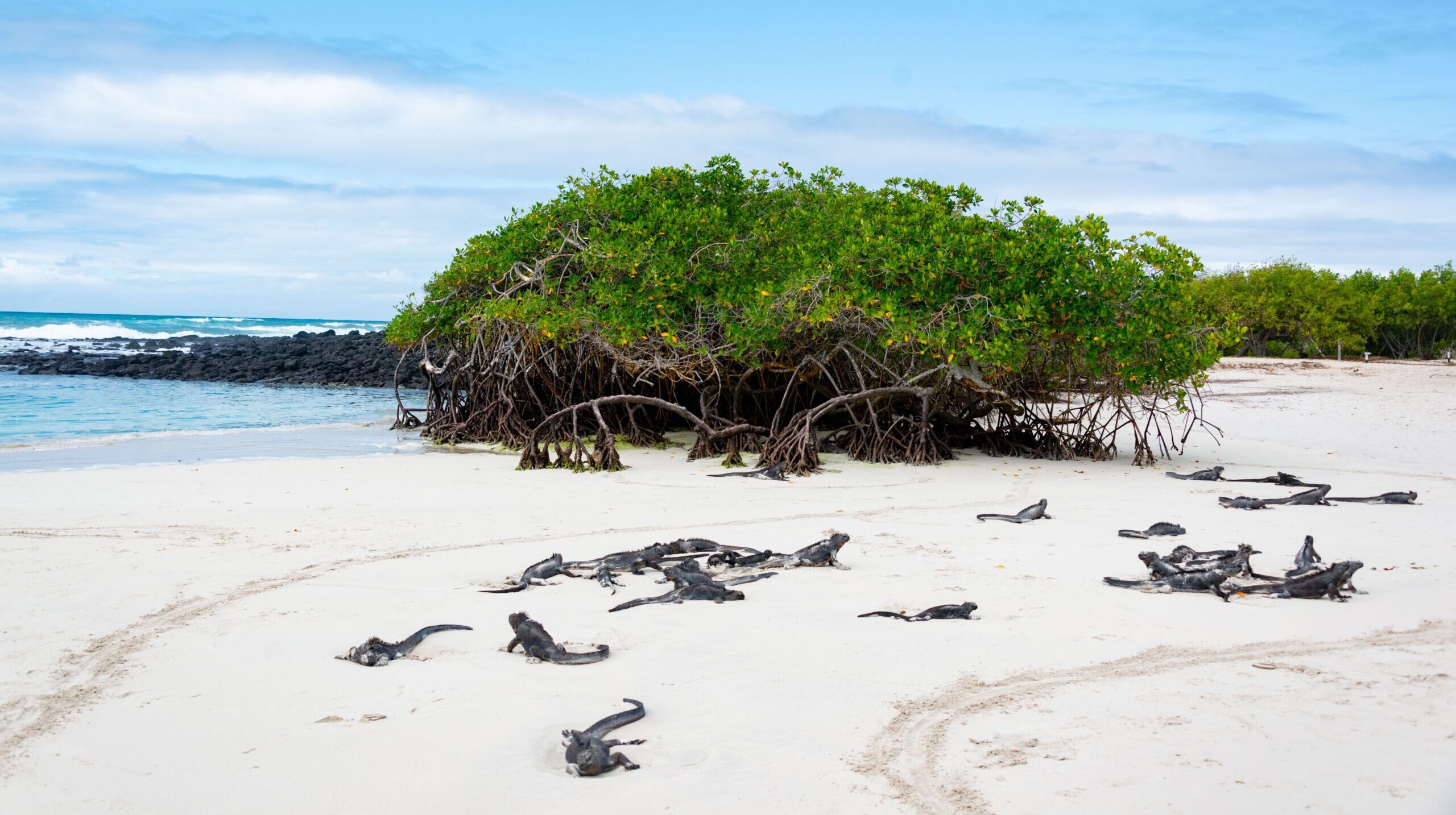 Marine iguanas bask on a sandy beach surrounded by mangroves on the Galapagos Islands.