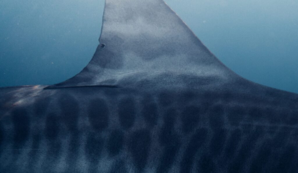 A detailed close-up image of a tiger shark underwater, showcasing its unique markings in the ocean near Haleiwa, Hawaii.