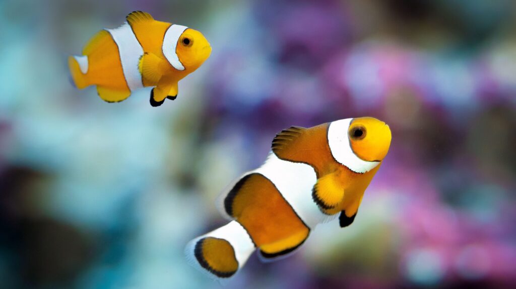 Colorful clownfish swimming gracefully in a vibrant aquarium setting.