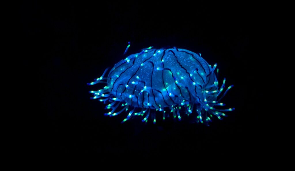 A mesmerizing blue bioluminescent jellyfish glowing against a black background underwater.