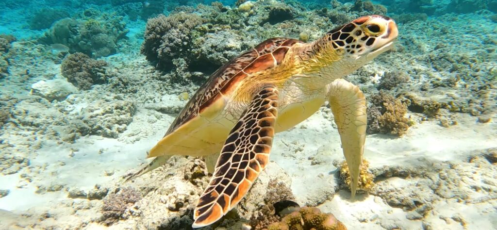 A captivating image of a sea turtle gracefully swimming in a vibrant coral reef underwater.