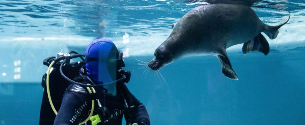 A scuba diver encounters a playful seal underwater in an aquarium setting.