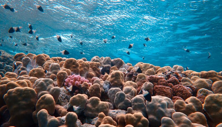 A stunning underwater scene showcasing diverse coral reefs and fish in clear blue waters.