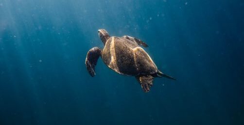 A sea turtle gracefully swims through the deep blue waters off the coast of Hawaii.