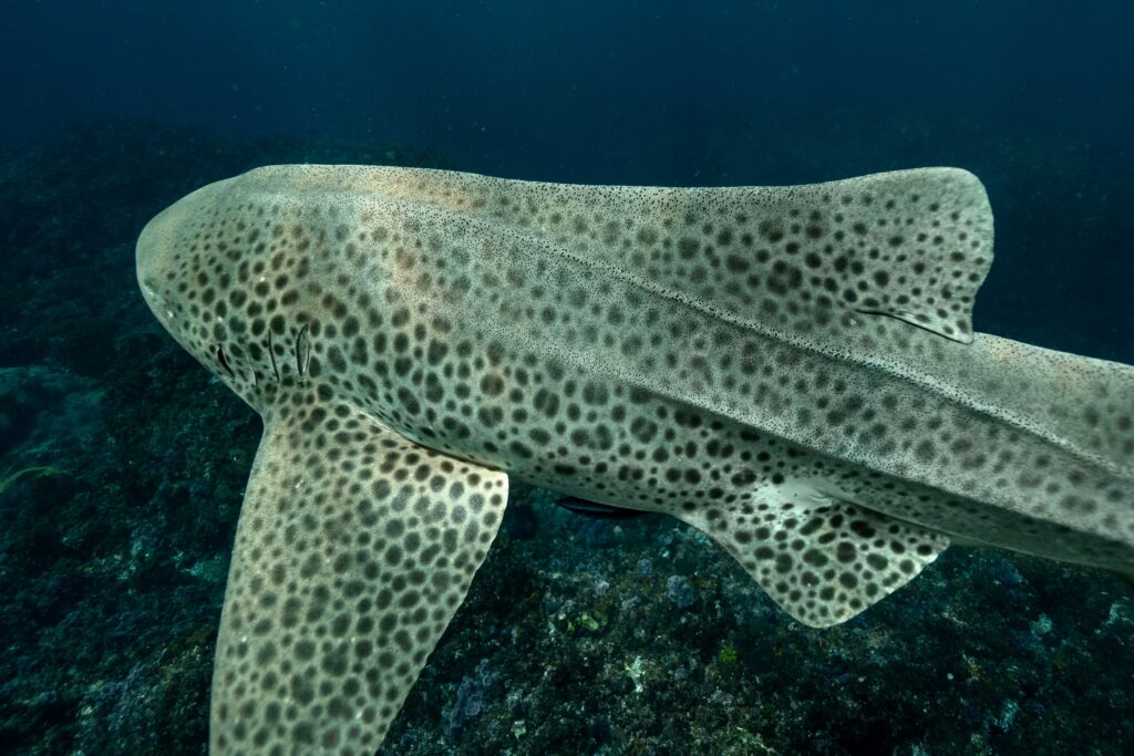 A graceful spotted zebra shark glides gracefully through the ocean depths.