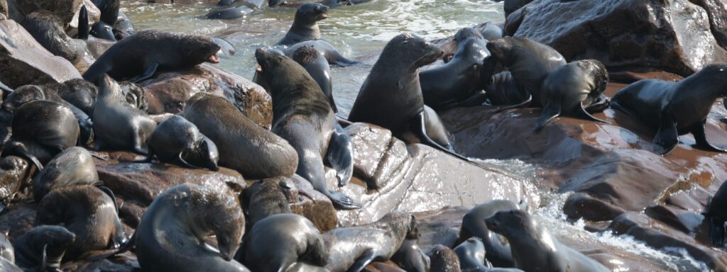 A large group of Cape Fur Seals resting on coastal rocks in the sunlight.