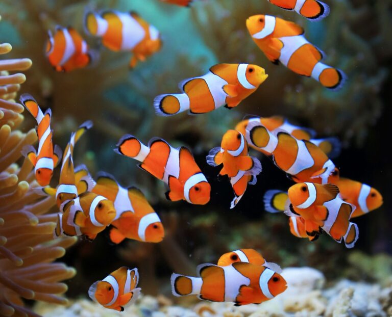 A vibrant group of clownfish swimming among coral in a marine aquarium.