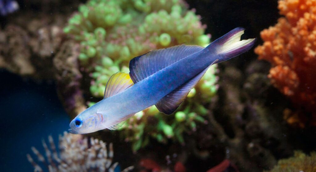 A vibrant firefish goby swims amidst colorful corals in a serene underwater aquarium.