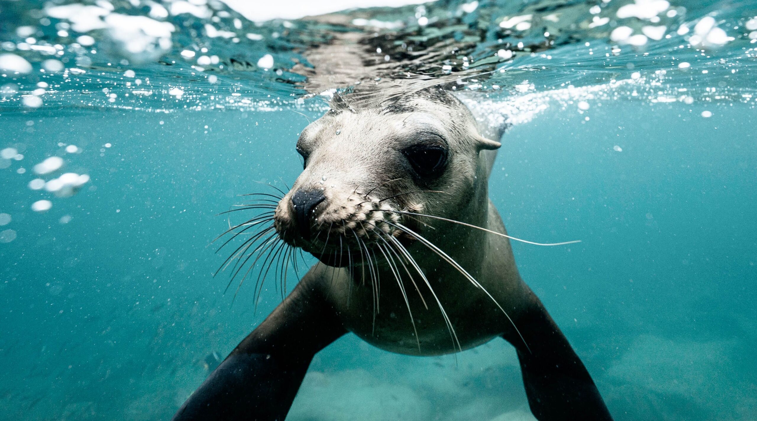 Charming wild seal baby swimming in blue clear rippling sea water during sunny day on surface