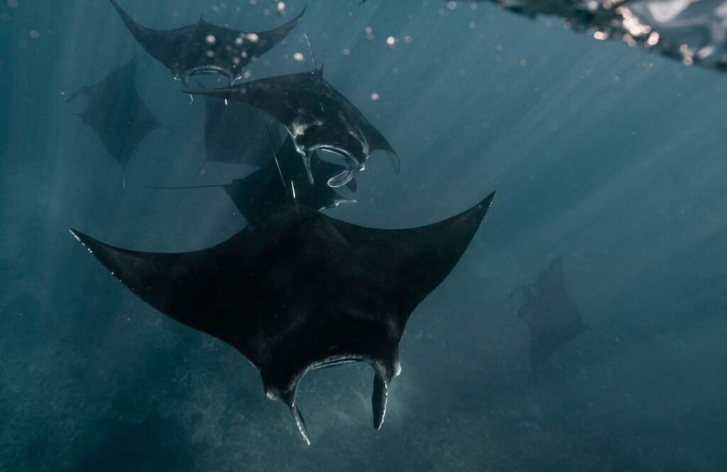 From below of wild dangerous big rays swimming on blue clean water surface in sunny day